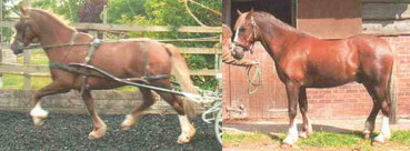 Welsh Section C gelding